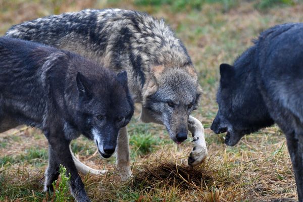 Une meute de loups est soupçonnée d'avoir attaqué le troupeau de vaches ( illustration ) 