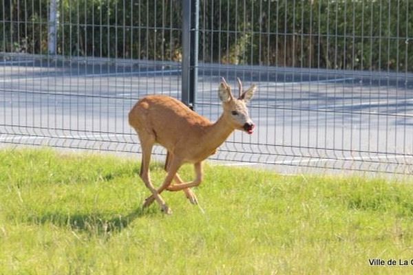 Le chevreuil pris en photo par la mairie. 