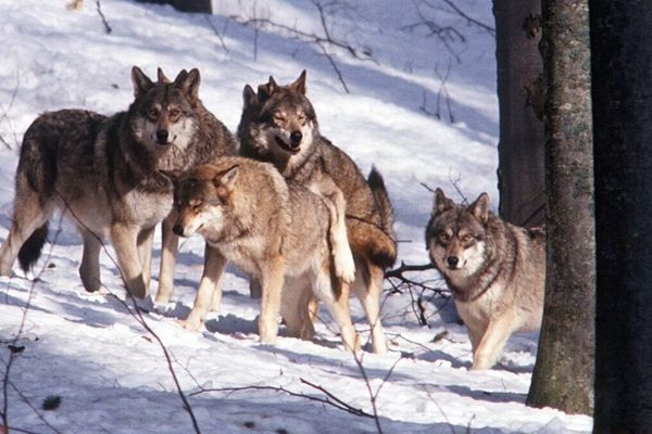 Meute de loups en forêt de Bavière