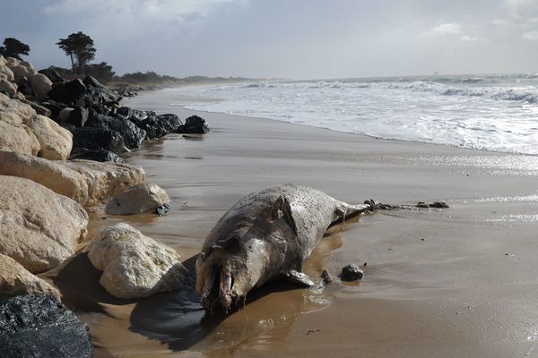 400 dauphins s'étaient échoués depuis début 2019 sur la côte atlantique.