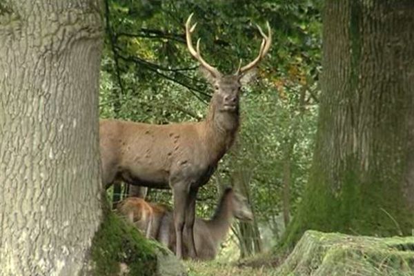 Dans le sud-Manche, le parc animalier de Saint-Symphorien-des-Monts permet d'observer des cerfs