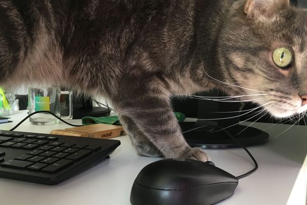 Malgré les apparences, il n'y a pas plus de distraction à la maison qu'au bureau. 