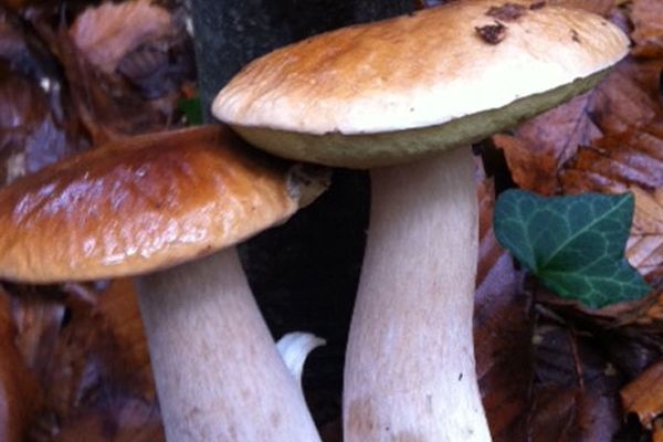 Cèpes en forêt limousine