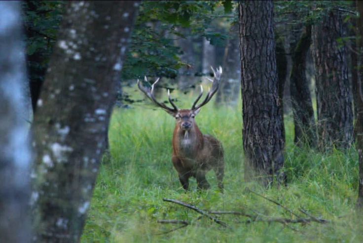 Foret De Chaux Les Cerfs Sont Ils Trop Nombreux