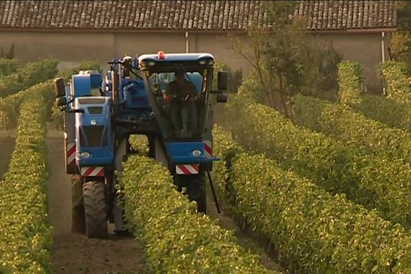 Dans le vignoble Gaillacois, les vendanges se font essentiellement à la machine.