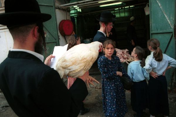 Un poulet blanc sacrifié pour le Yom Kippour.