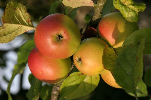 Des pommes à cidre dans la campagne normande