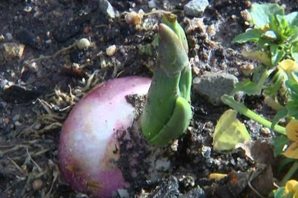 Avec cette douceur, la nature a un mois d'avance