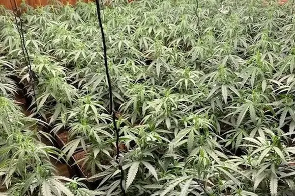 Plus de 2 tonnes de cannabis ont été saisies dans le sud de l'Espagne le 11 juin 2024 lors d'une vaste opération menée par Europol.