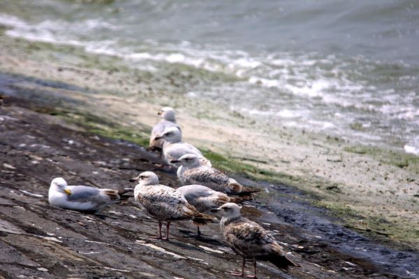 Photo d'illustration de goélands au bord de la mer du Nord.