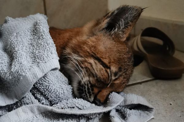 Un jeune lynx sauvé au bord de la route après une collision. Dix-sept animaux de l'espèce sont morts depuis le début de l'année.