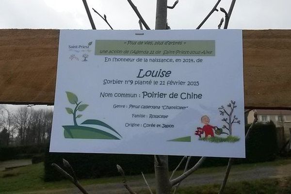 Un Arbre Pour Un Bebe A Saint Priest Sous Aixe Dans La Haute Vienne On Celebre Chaque Naissance