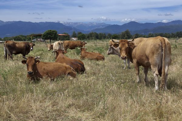 Le taurillon âgé de onze mois est en période de rut.