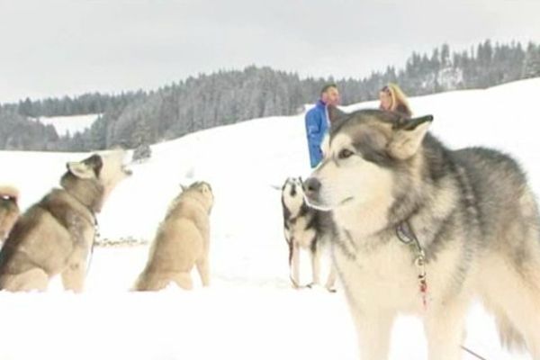 Des dizaines d'attelages de chiens de traîneaux participaient aux courses organisées ce week-end aux Pontets.