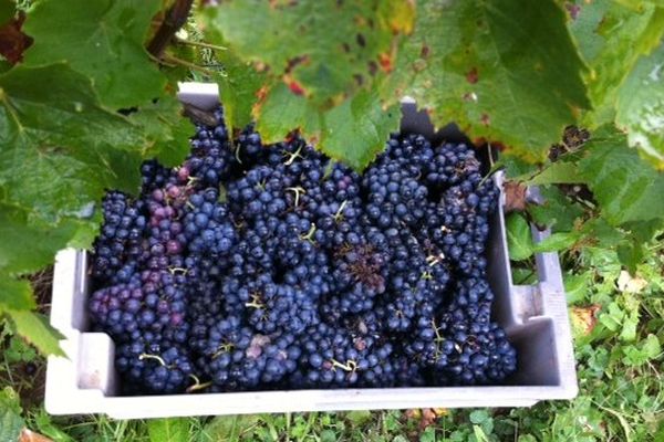 Les vendanges en Savoie