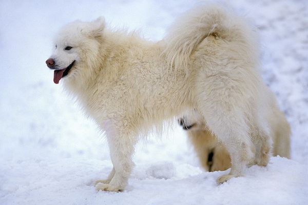 La laine du chien Samoyède est filée dans un atelier de l'Allier.