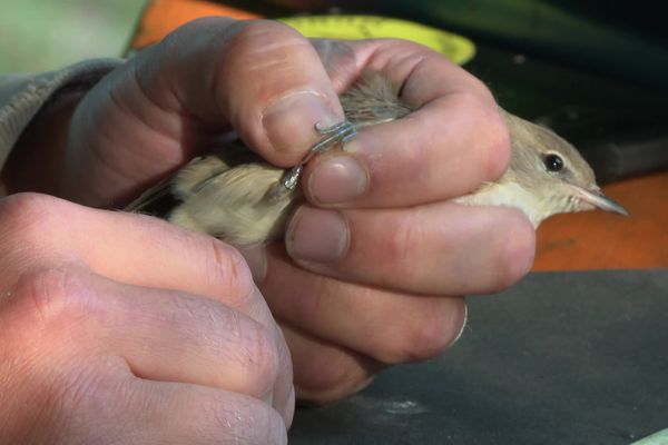 Chaque oiseau reçoit une bague gravée avec un numéro unique.