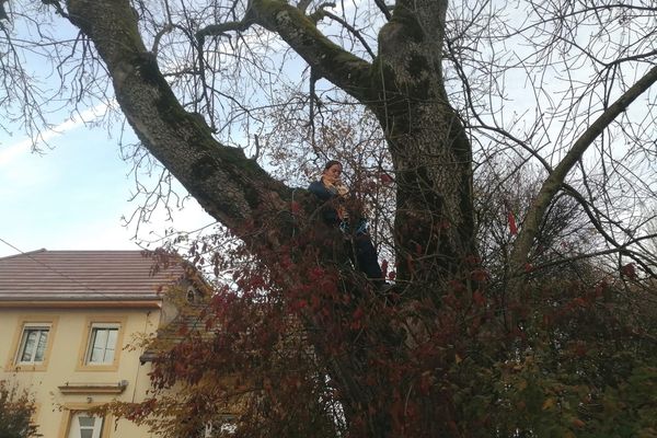 L'étudiante de 20 ans est restée plus de deux heures sur cet arbre.