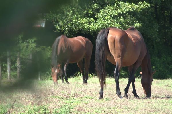 Les chevaux sont sous la surveillance accrue de leurs propriétaires