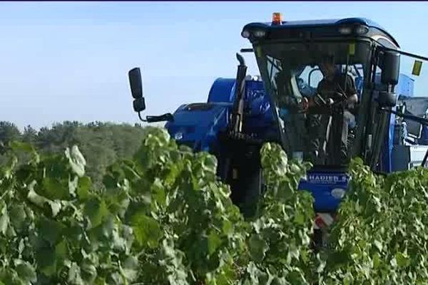 Dans le vignoble de 640 hectares de Saint-Pourçain-sur-Sioule (Allier), les viticulteurs répartis sur 19 communes sont optimistes.  