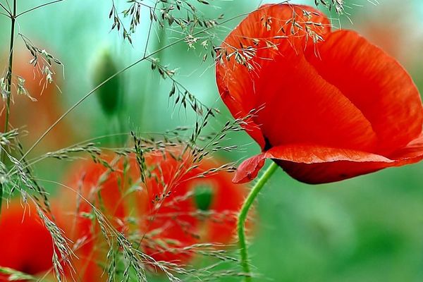 Coquelicot