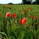 Jolis coquelicots dans un champ sur la route de Guines (62)