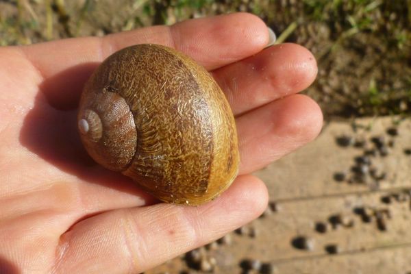 Un specimen d'escargot dit "Gros gris".