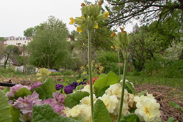 Fleurs