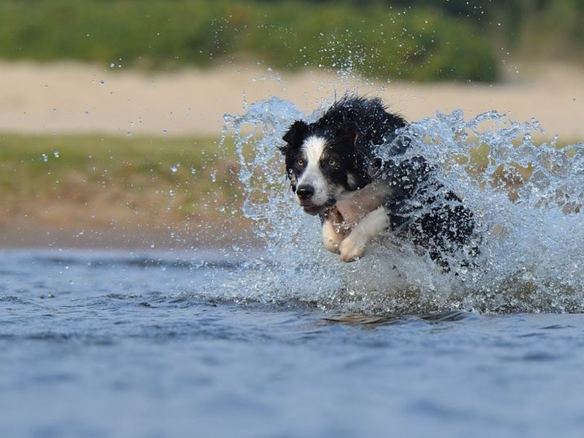 https://france3-regions.francetvinfo.fr/image/L4Q7NDujZHT5D8xRmCgblyLVYkc/1200x900/regions/2020/06/09/5edf6345c2ea6_border-collie-667493_960_720-3790758.jpg