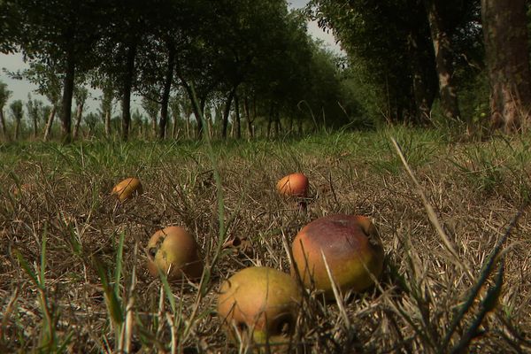 Des récoltes désastreuses et des pommes pourries au sol. Un agriculteur bio demande l'interdiction d'herbicides sur sa commune.