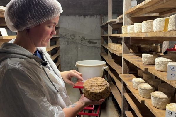 Le fromage aux artisous est affiné par des acariens en Haute-Loire.