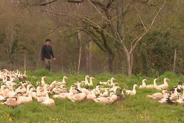 Après 70 jours de captivité, les canards des éleveurs landais sont de nouveau autorisés à sortir.