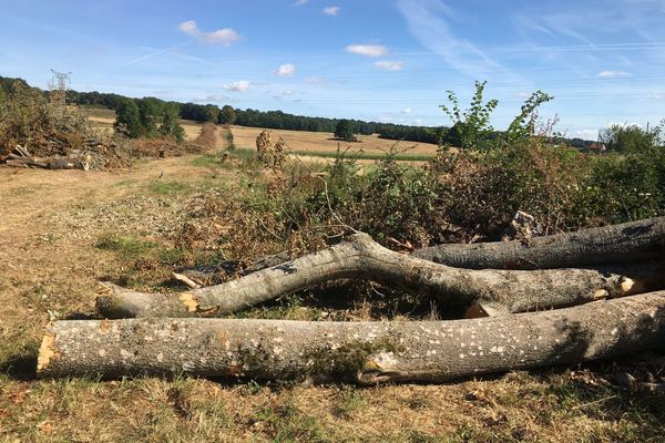 Les arbres ont été abattus sur décision de la municipalité.