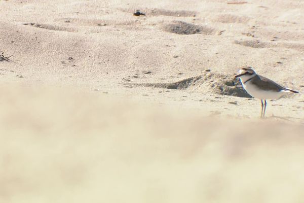 Un gravelot à collier interrompu sur la plage de Loctudy (29)