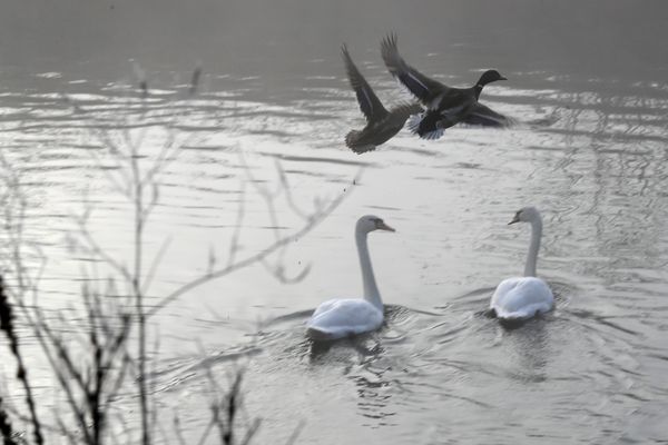 Alsace Nature s'est battue pour empêcher la canalisation de l'Ill dans le Ried.