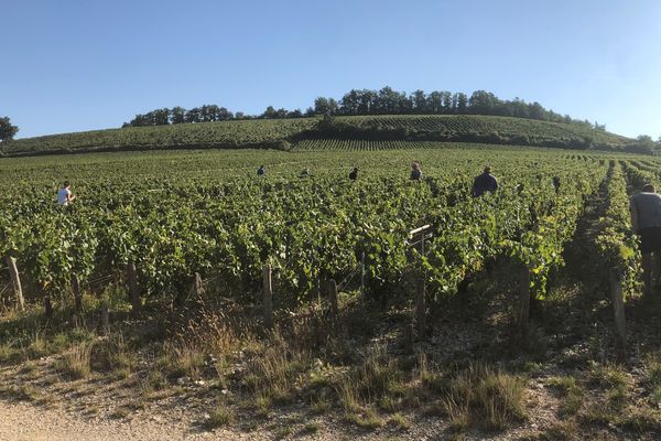 A Maligny (Yonne), les prospections permettent de répertorier les vignes potentiellement atteintes.