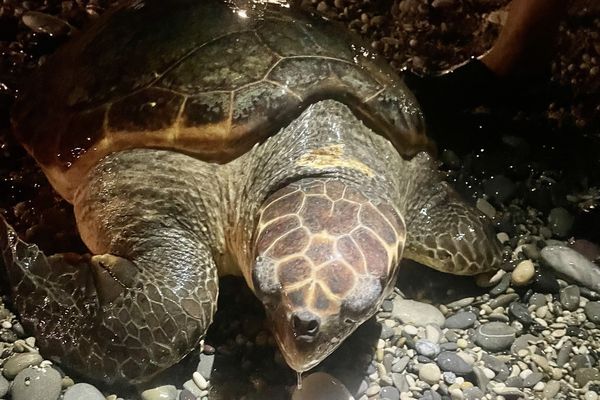 La tortue a été trouvée sur la plage de Villeneuve Loubet ce dimanche soir.