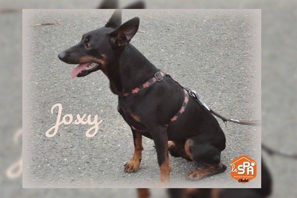 Joxy a été dérobé à la SPA de Cholet