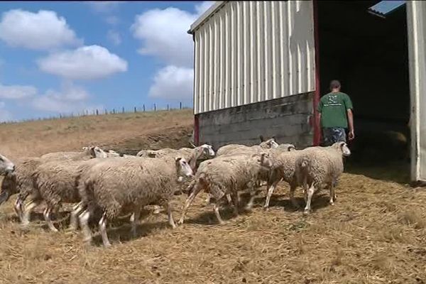 Le couple d'éleveurs de Mélisey est contraint de rentrer ses brebis.