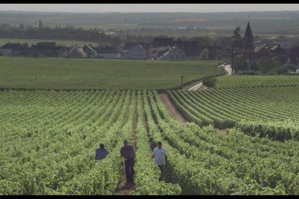 Un vignoble