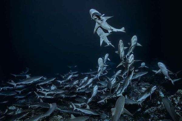 Requins gris de récif, à 30 mètres de profondeur au large de Fakarava, archipel des Tuamotu, Polynésie française, 2017.

