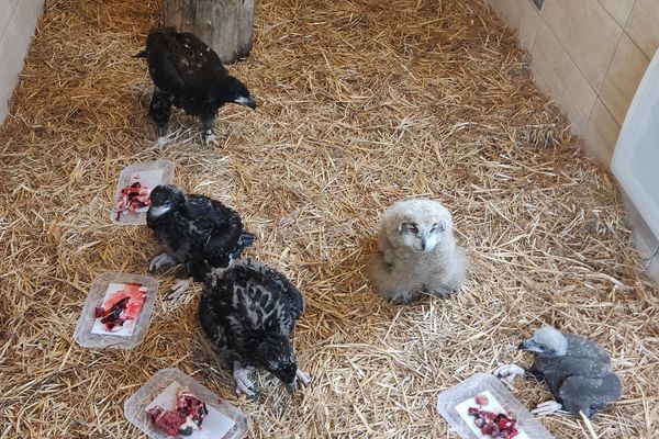 Une vingtaine de bébés rapaces sont nés en quelques semaines au parc des Aigles du Léman.