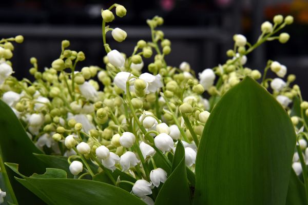 La vente du muguet sera très encadrée