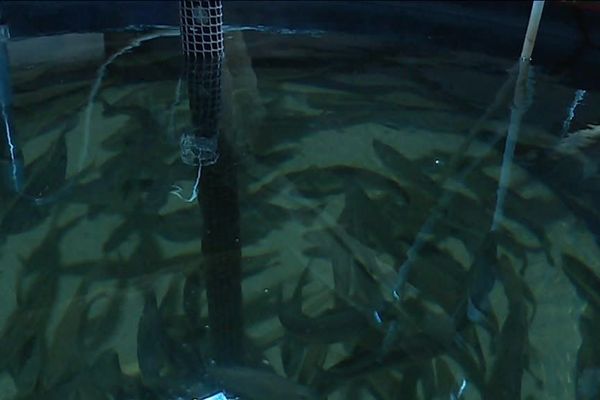 Poissons dans un bassin de l'IFREMER à Palavas