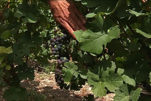 En 2018, les vendanges débutent plus tôt dans le sud de l'Aisne, près de Château-Thierry.