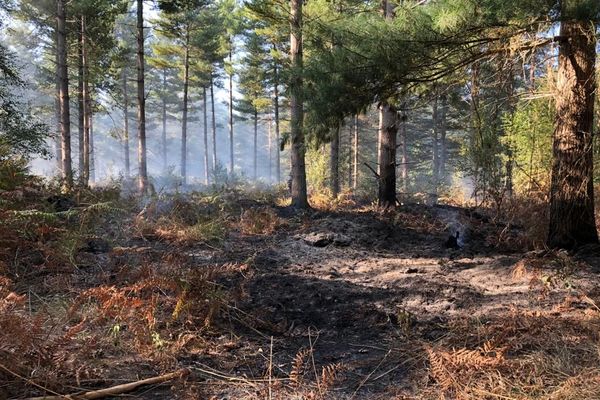 5 hectares de sous-bois ont été brûlés dans le bois de Villette dans l'Oise.