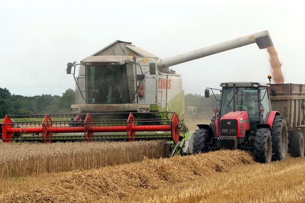 La moisson avait commencé avec plus de deux semaines d'avance. Pour les céréaliers, ce n'est pas forcément bon signe