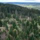 Les forêts du Doubs sont particulièrement fragiles face au réchauffement climatique : les épicéas et les résineux y ont été largement privilégiés dans les années 70