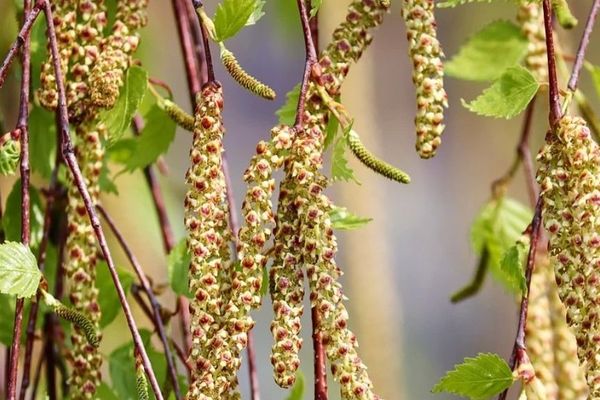 Bien présents en Limousin en ce début de printemps, les pollens de bouleaux sont source d'allergies