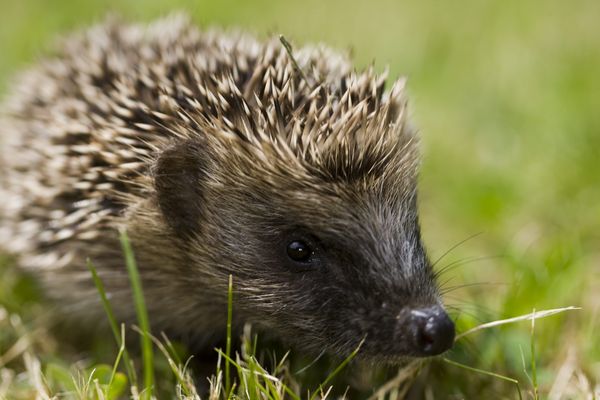 La nature reprend ses droits depuis le début du confinement